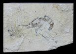 Cretaceous Fossil Shrimp - Lebanon #61554-1